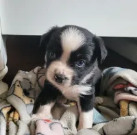 Minie, a female Miniature Australian Shepherd for sale in San Saba, TX – 2 of 3