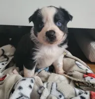 Chuba, a female Miniature Australian Shepherd for sale in San Saba, TX – 3 of 3