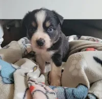 Bella, a female Miniature Australian Shepherd for sale in San Saba, TX – 3 of 4