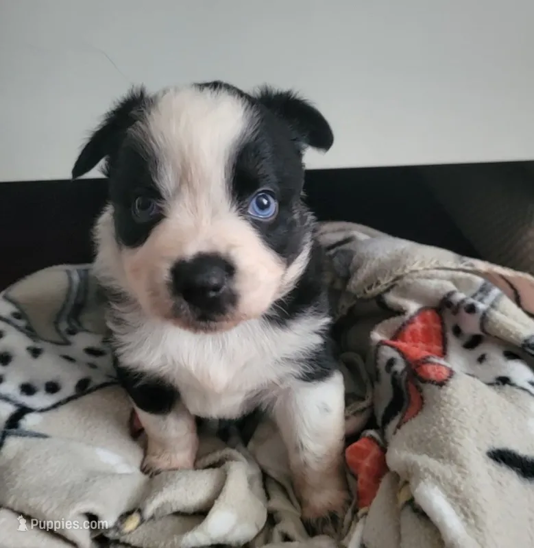 Chuba – Miniature Australian Shepherd puppy for sale in San Saba, TX