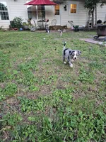 Lady, a female Miniature Australian Shepherd for sale in San Saba, TX – 2 of 3