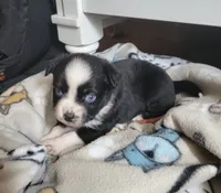 Minie, a female Miniature Australian Shepherd for sale in San Saba, TX – 3 of 3