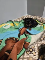 Raven's Boy, a male Yorkshire Terrier for sale in Manteno, IL – 5 of 5