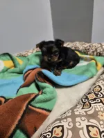 Raven's Boy, a male Yorkshire Terrier for sale in Manteno, IL – 4 of 5
