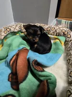 Raven's Boy, a male Yorkshire Terrier for sale in Manteno, IL – 2 of 5