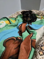Raven's Boy, a male Yorkshire Terrier for sale in Manteno, IL – 1 of 5