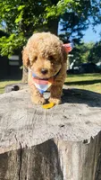 Toy Golden Goose, a male Goldendoodle for sale in Kingfisher, OK – 2 of 10