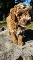 Toy Golden Plum, a female Goldendoodle for sale in Kingfisher, OK – 3 of 6