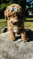 Toy Golden Plum, a female Goldendoodle for sale in Kingfisher, OK – 4 of 6
