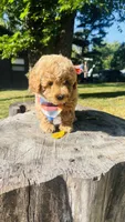 Toy Golden Goose, a male Goldendoodle for sale in Kingfisher, OK – 8 of 10