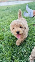 Toy Golden Goose, a male Goldendoodle for sale in Kingfisher, OK – 5 of 10