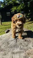 Toy Golden Plum, a female Goldendoodle for sale in Kingfisher, OK – 1 of 6