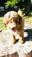 Toy Golden Plum, a female Goldendoodle for sale in Kingfisher, OK – 2 of 6