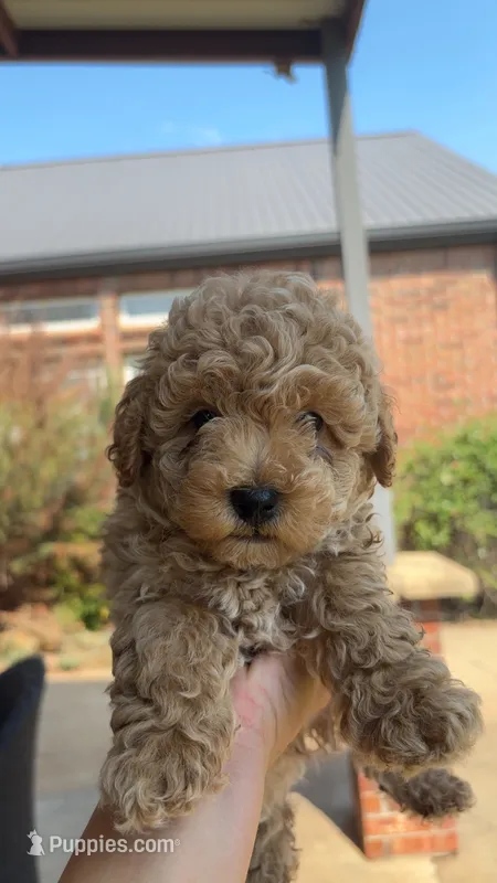 Toy Golden Goose – Goldendoodle puppy for sale in Kingfisher, OK
