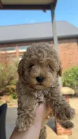 Toy Golden Goose, a male Goldendoodle for sale in Kingfisher, OK – 1 of 10