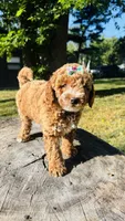 Toy Golden Plum, a female Goldendoodle for sale in Kingfisher, OK – 5 of 6