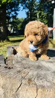Toy Golden Goose, a male Goldendoodle for sale in Kingfisher, OK – 10 of 10