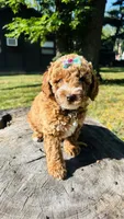 Toy Golden Plum, a female Goldendoodle for sale in Kingfisher, OK – 6 of 6