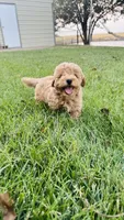 Toy Golden Goose, a male Goldendoodle for sale in Kingfisher, OK – 3 of 10