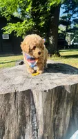 Toy Golden Goose, a male Goldendoodle for sale in Kingfisher, OK – 9 of 10