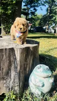 Toy Golden Goose, a male Goldendoodle for sale in Kingfisher, OK – 4 of 10