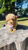 Toy Golden Goose, a male Goldendoodle for sale in Kingfisher, OK – 7 of 10