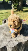 Toy Golden Goose, a male Goldendoodle for sale in Kingfisher, OK – 6 of 10