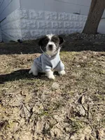 Lambeau, a male Maltese and Yorkshire Terrier for sale in New London, WI – 6 of 6