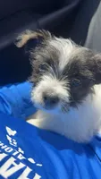 Lambeau, a male Maltese and Yorkshire Terrier for sale in New London, WI – 2 of 6