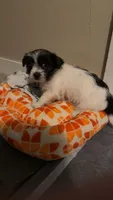 Lambeau, a male Maltese and Yorkshire Terrier for sale in New London, WI – 4 of 6