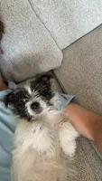 Lambeau, a male Maltese and Yorkshire Terrier for sale in New London, WI – 5 of 6