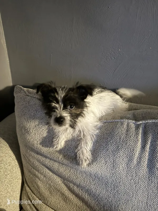 Lambeau – Maltese, Yorkshire Terrier puppy for sale in New London, WI