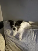 Lambeau, a male Maltese and Yorkshire Terrier for sale in New London, WI – 1 of 6