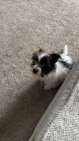 Lambeau, a male Maltese and Yorkshire Terrier for sale in New London, WI – 3 of 6