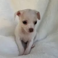 Sam , a male Chihuahua for sale in Fort Myers Beach, FL – 8 of 10