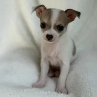 Nala, a male Chihuahua for sale in Fort Myers Beach, FL – 2 of 10