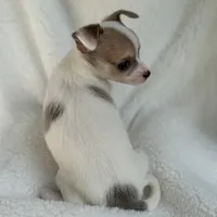 Nala, a male Chihuahua for sale in Fort Myers Beach, FL – 3 of 10