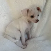 Sam , a male Chihuahua for sale in Fort Myers Beach, FL – 2 of 10