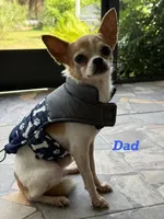 Nala, a male Chihuahua for sale in Fort Myers Beach, FL – 10 of 10