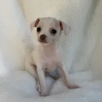 Sam , a male Chihuahua for sale in Fort Myers Beach, FL – 3 of 10