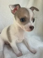 Nala, a male Chihuahua for sale in Fort Myers Beach, FL – 4 of 10