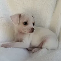 Sam , a male Chihuahua for sale in Fort Myers Beach, FL – 4 of 10