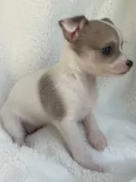 Nala, a male Chihuahua for sale in Fort Myers Beach, FL – 8 of 10