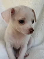 Sam , a male Chihuahua for sale in Fort Myers Beach, FL – 6 of 10