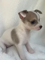 Nala, a male Chihuahua for sale in Fort Myers Beach, FL – 7 of 10