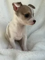 Nala, a male Chihuahua for sale in Fort Myers Beach, FL – 5 of 10
