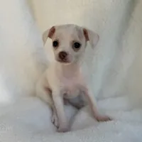 Sam , a male Chihuahua for sale in Fort Myers Beach, FL – 7 of 10