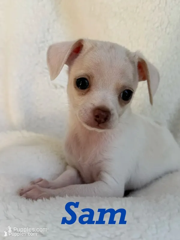 Sam , a male Chihuahua for sale in Fort Myers Beach, FL – 1 of 10