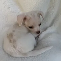 Sam , a male Chihuahua for sale in Fort Myers Beach, FL – 5 of 10