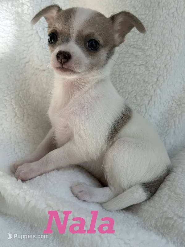 Nala – Chihuahua puppy for sale in Fort Myers Beach, FL